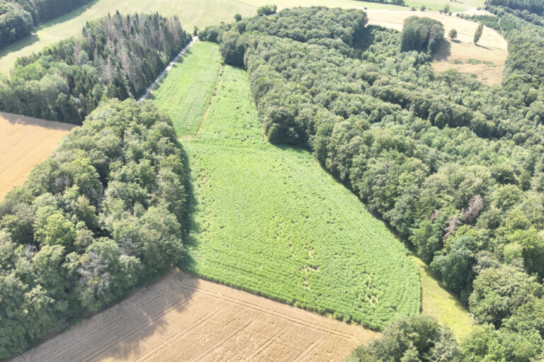 Vue plongée sur les champs dans les bois