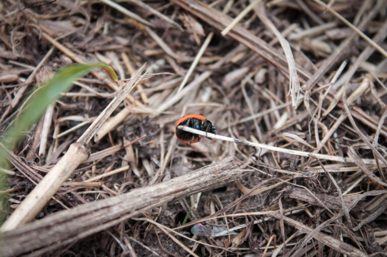 coccinelle