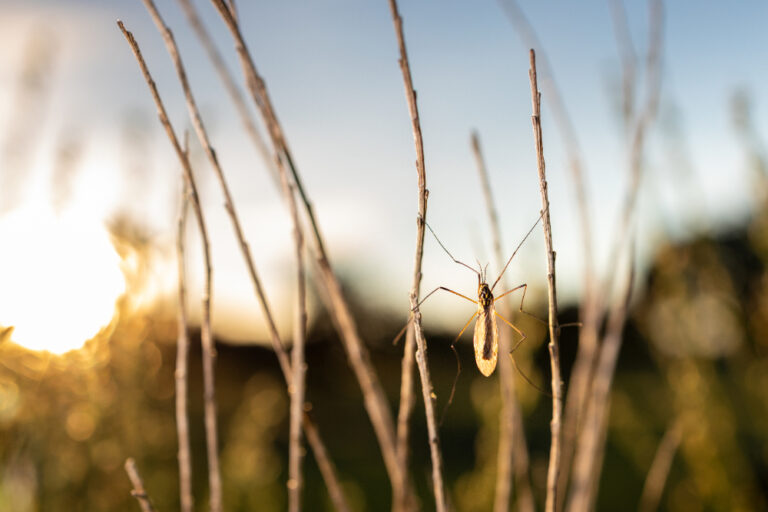 insecte dans branche