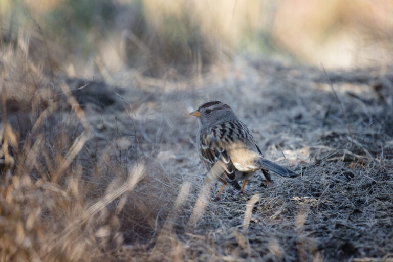 oiseau dans paillage