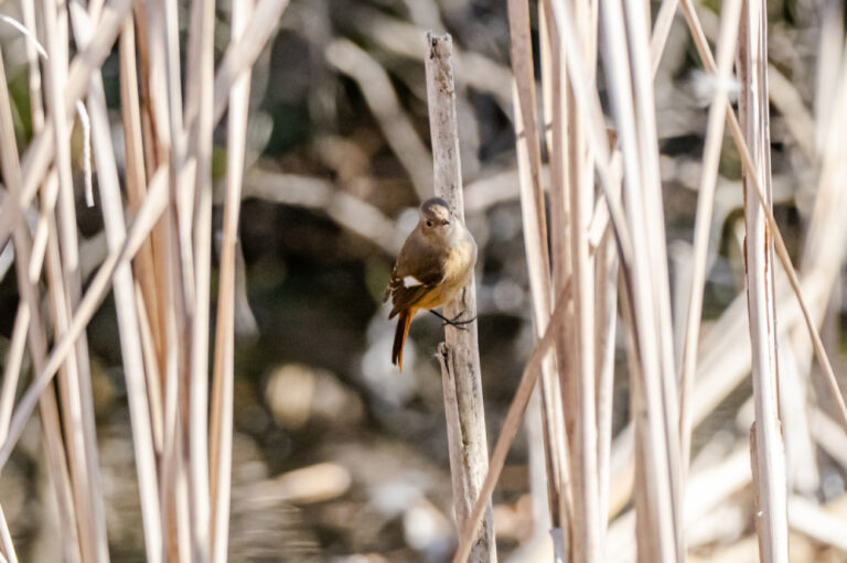 oiseau sur branche