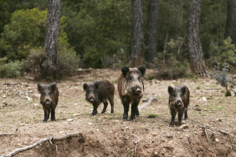 wild-boars-nature